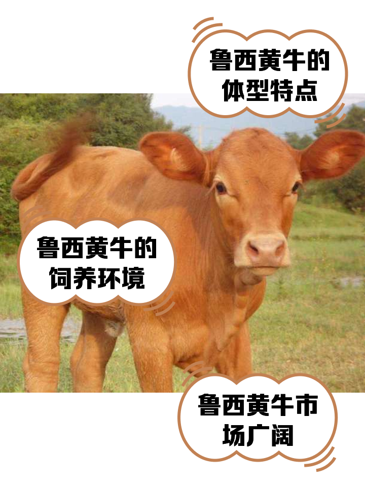 平湖最新医保取现黄牛方法分析(最方便真实的平湖医保取现黄牛怎么取方法)